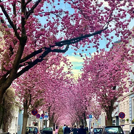 Zuhause Auf Zeit-gemuetliche Gaestezimmer * Bonn